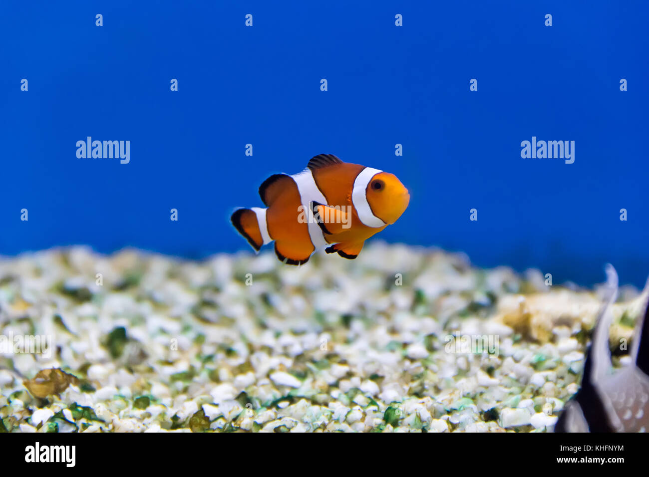 Image de poisson clown dans l'eau de l'aquarium Banque D'Images