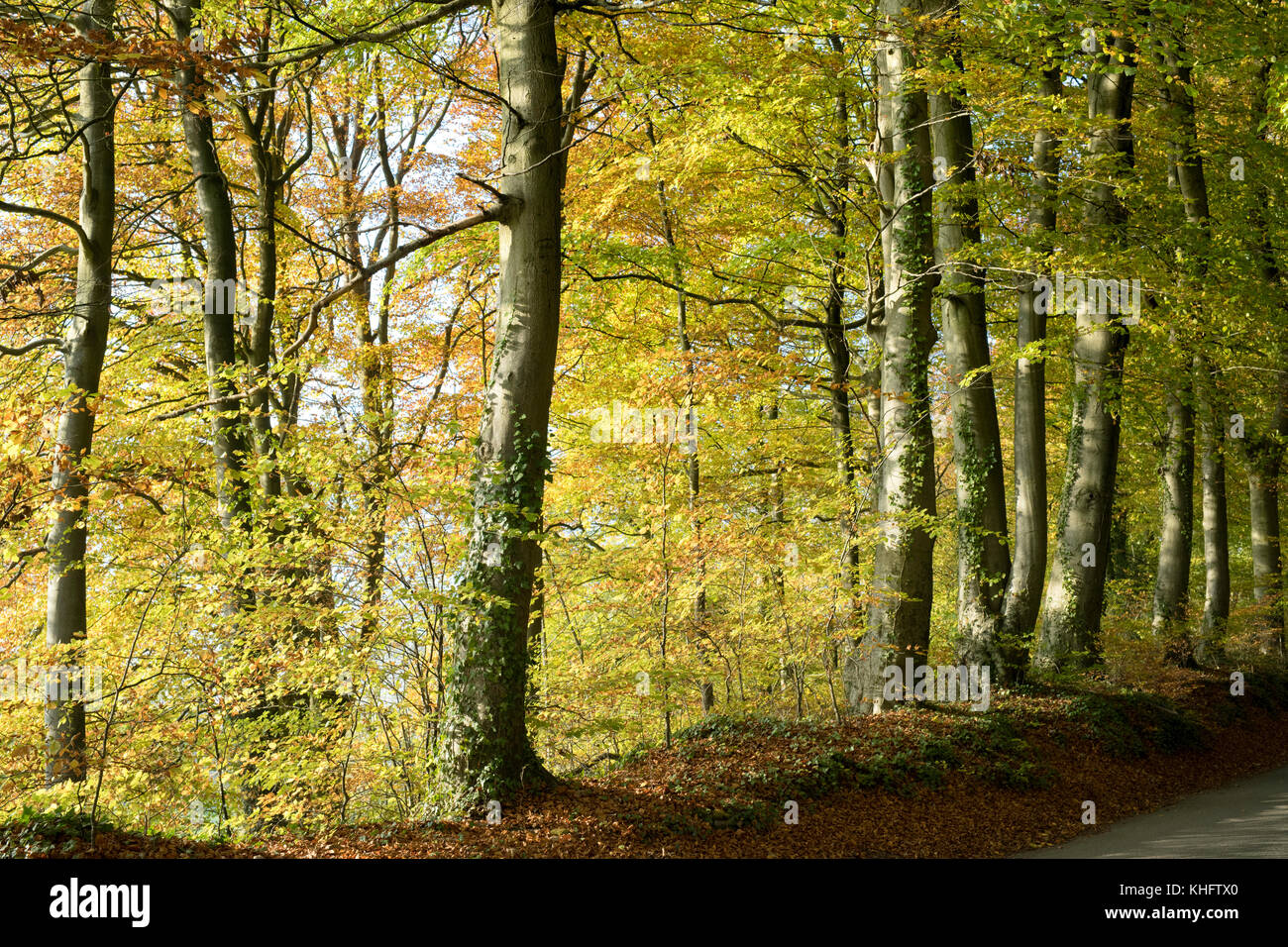 Fagus sylvatica. Les hêtres automne en fin d'après-midi du soleil. Dean inférieur / Turkdean, Cotswolds, Gloucestershire, Angleterre Banque D'Images