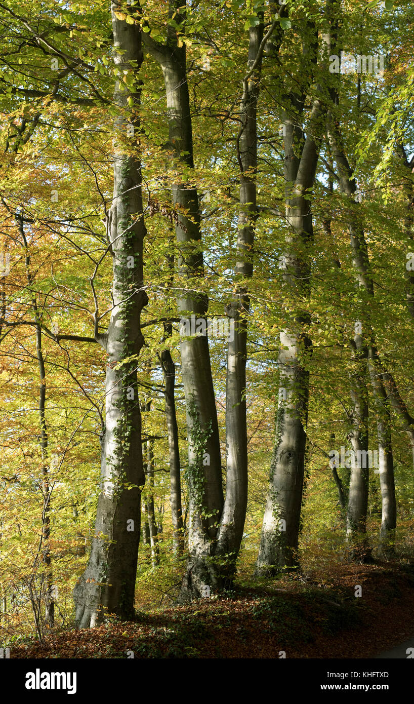 Fagus sylvatica. Les hêtres automne en fin d'après-midi du soleil. Dean inférieur / Turkdean, Cotswolds, Gloucestershire, Angleterre Banque D'Images