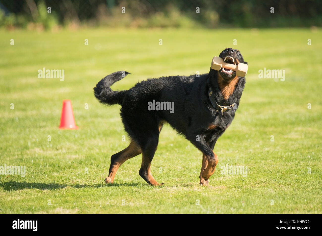 Chien, beauceron, aller chercher et courir avec haltère Banque D'Images