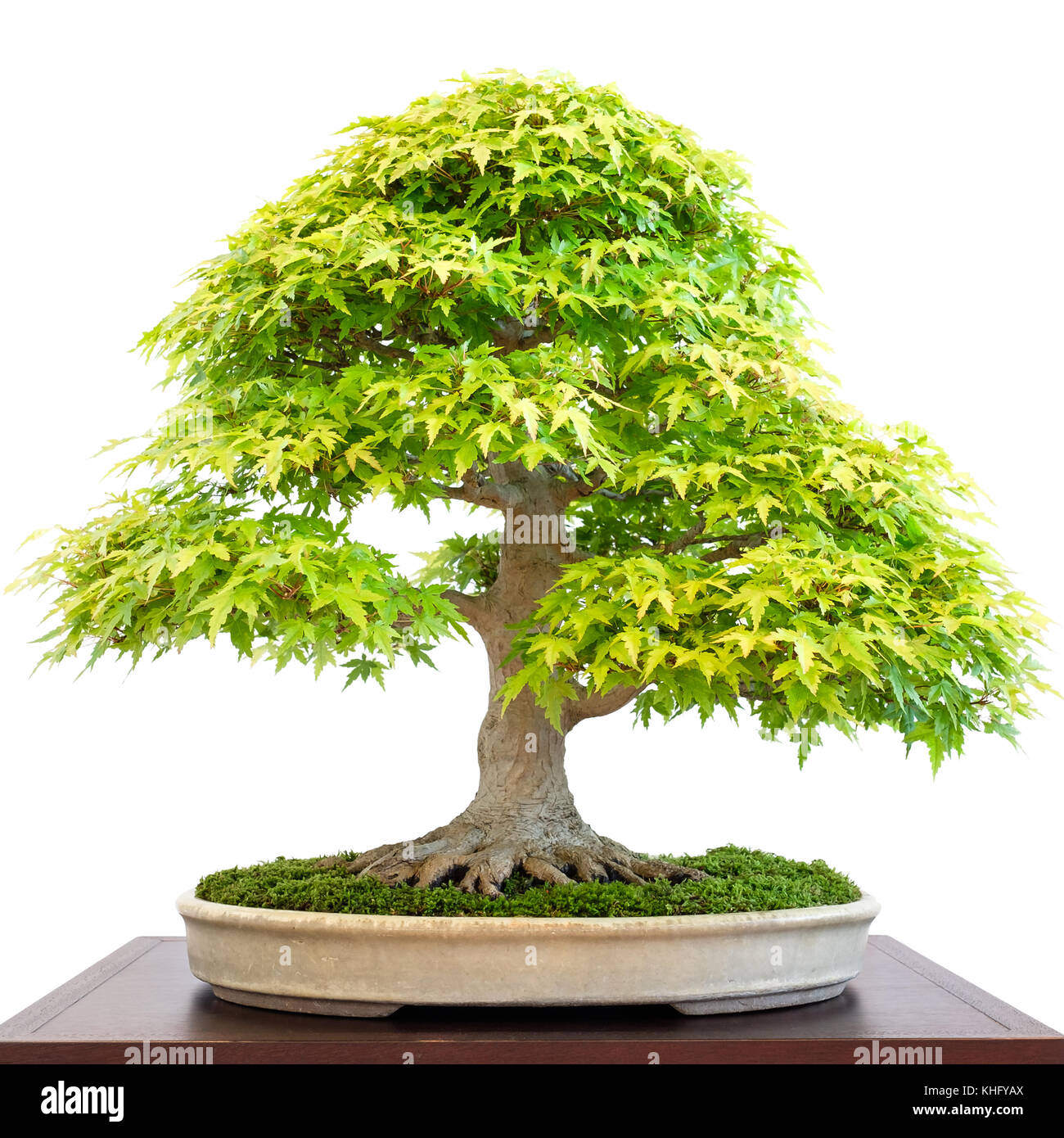 Les feuillus vieux bonsaï arbre Érable (Acer palmatum) arbre à feuillage  vert Photo Stock - Alamy
