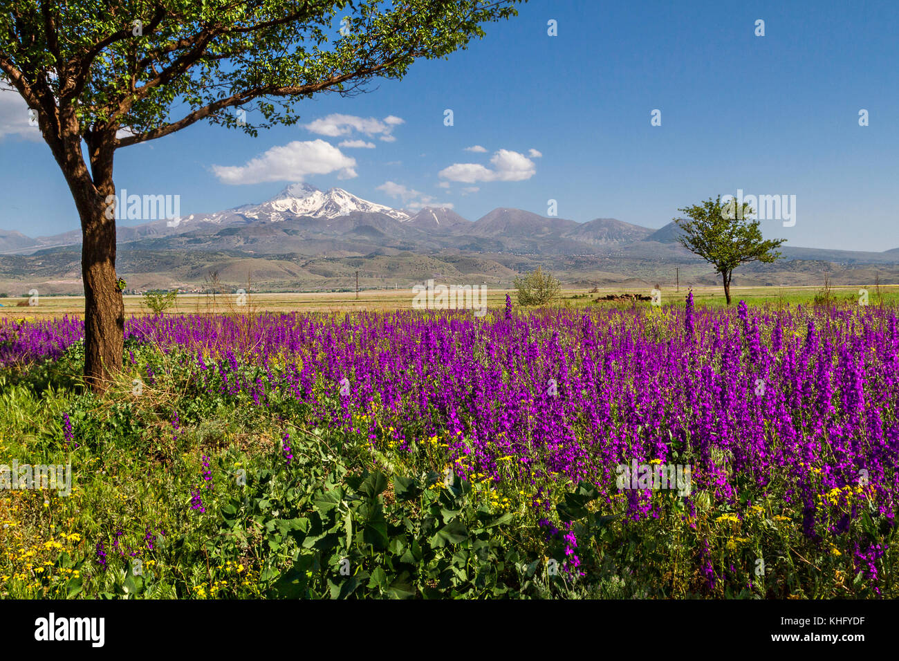 Vue sur le mont Erciyes à Kayseri, au printemps à travers des fleurs sauvages. Banque D'Images