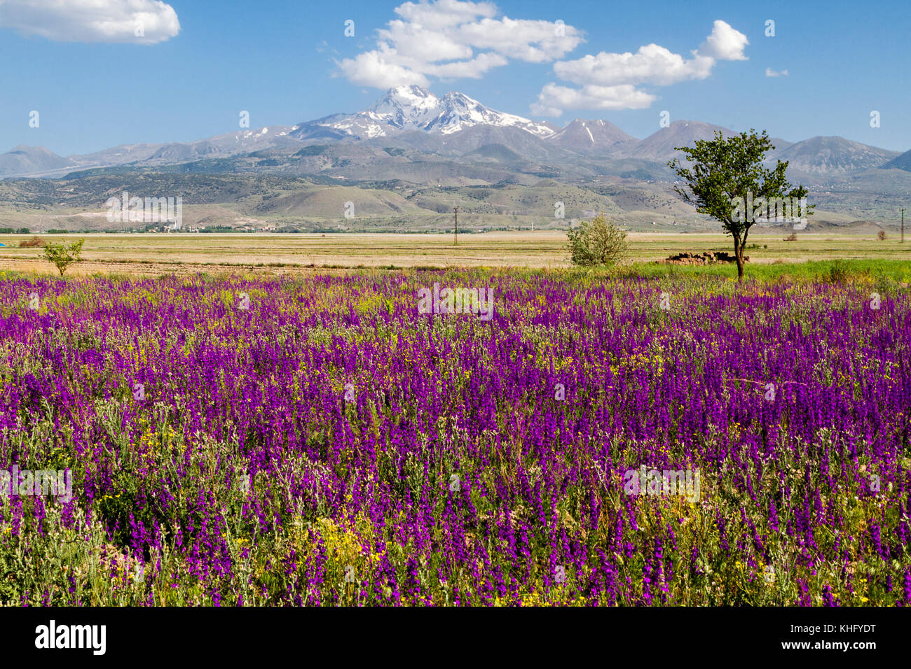 Vue sur le mont Erciyes à Kayseri, au printemps par les fleurs sauvages. Banque D'Images