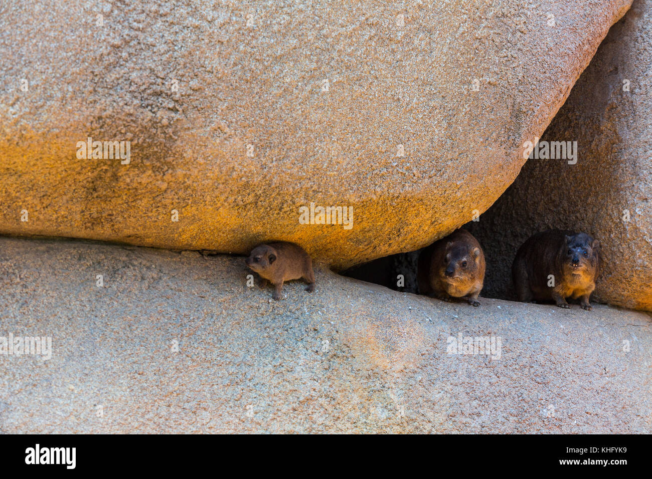 (Procavia capensis rock hyrax) ou cape hyrax Banque D'Images