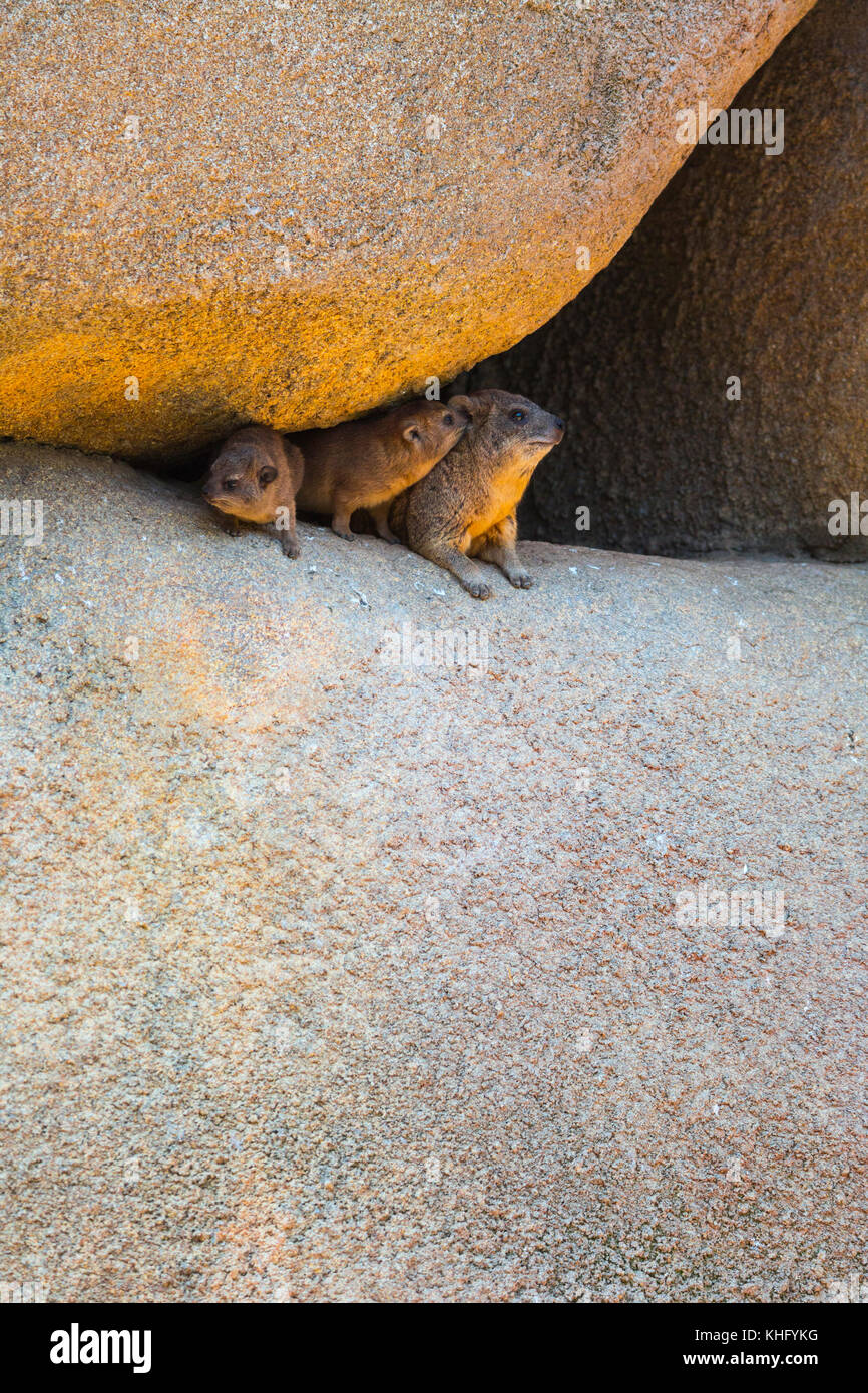 (Procavia capensis rock hyrax) ou cape hyrax Banque D'Images
