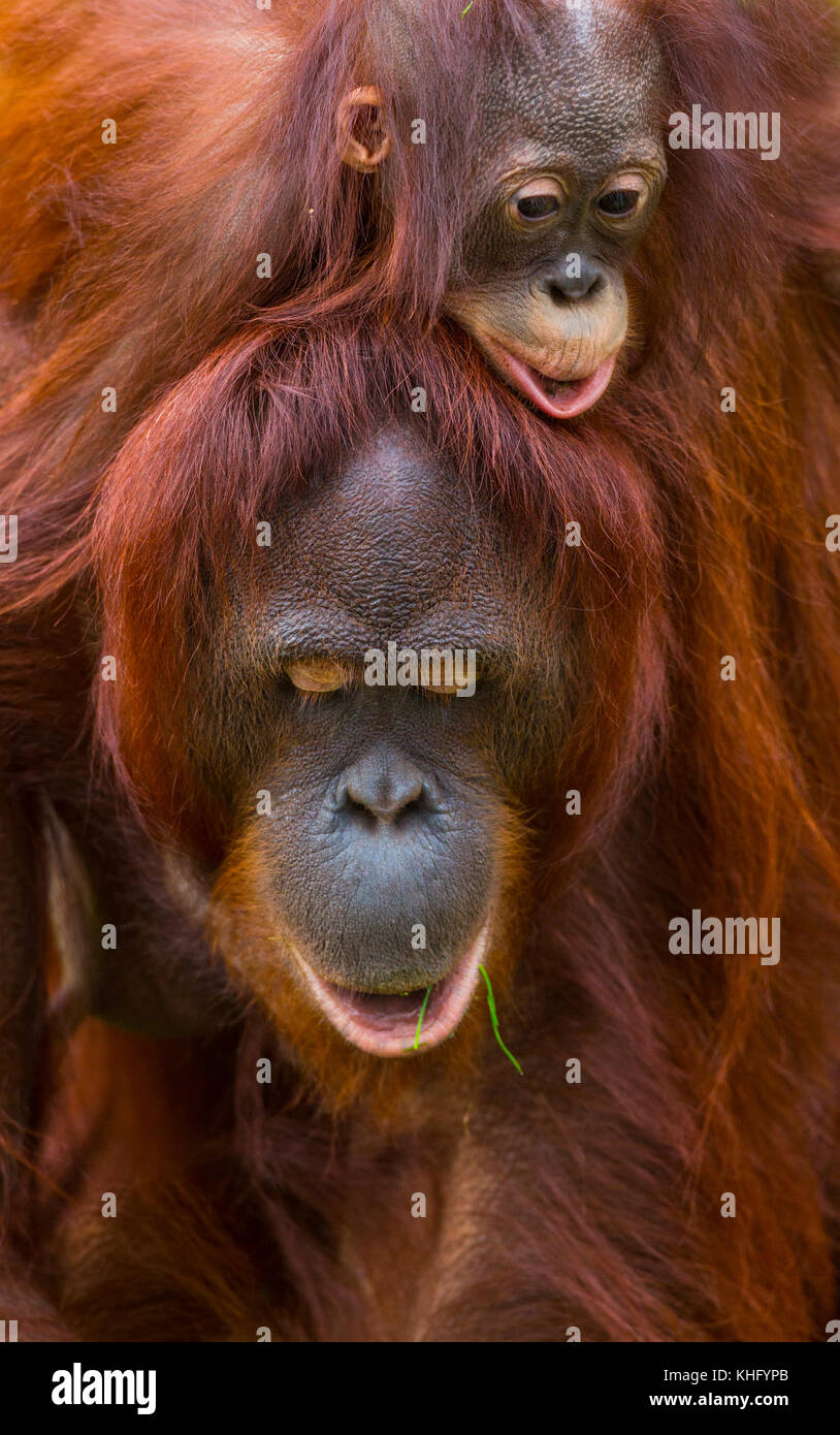 Orang-outan (Pongo pygmaeus) Banque D'Images
