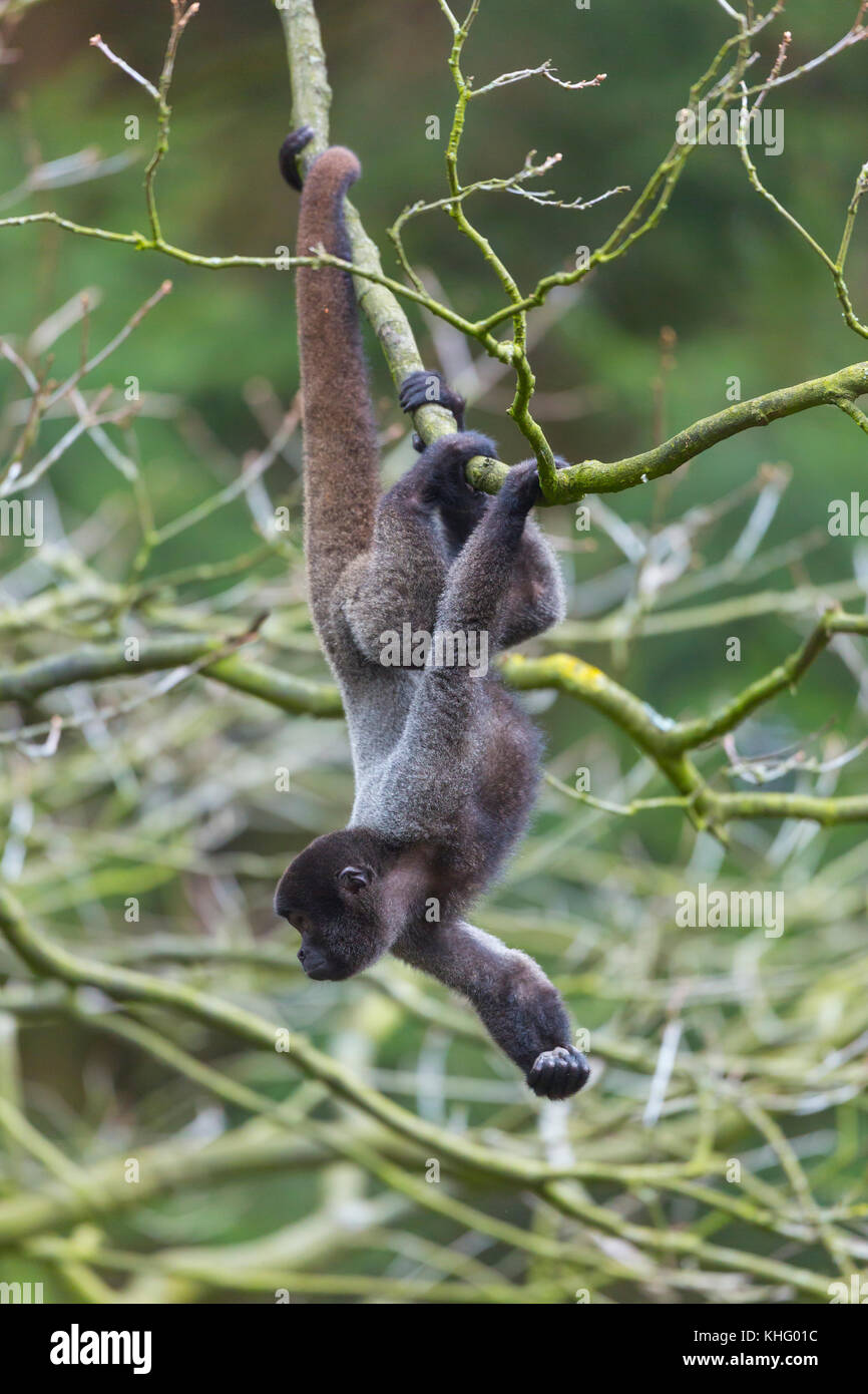 Singe laineux brun, singe laineux commun, ou de Humboldt (singe laineux Lagothrix lagotricha) Banque D'Images