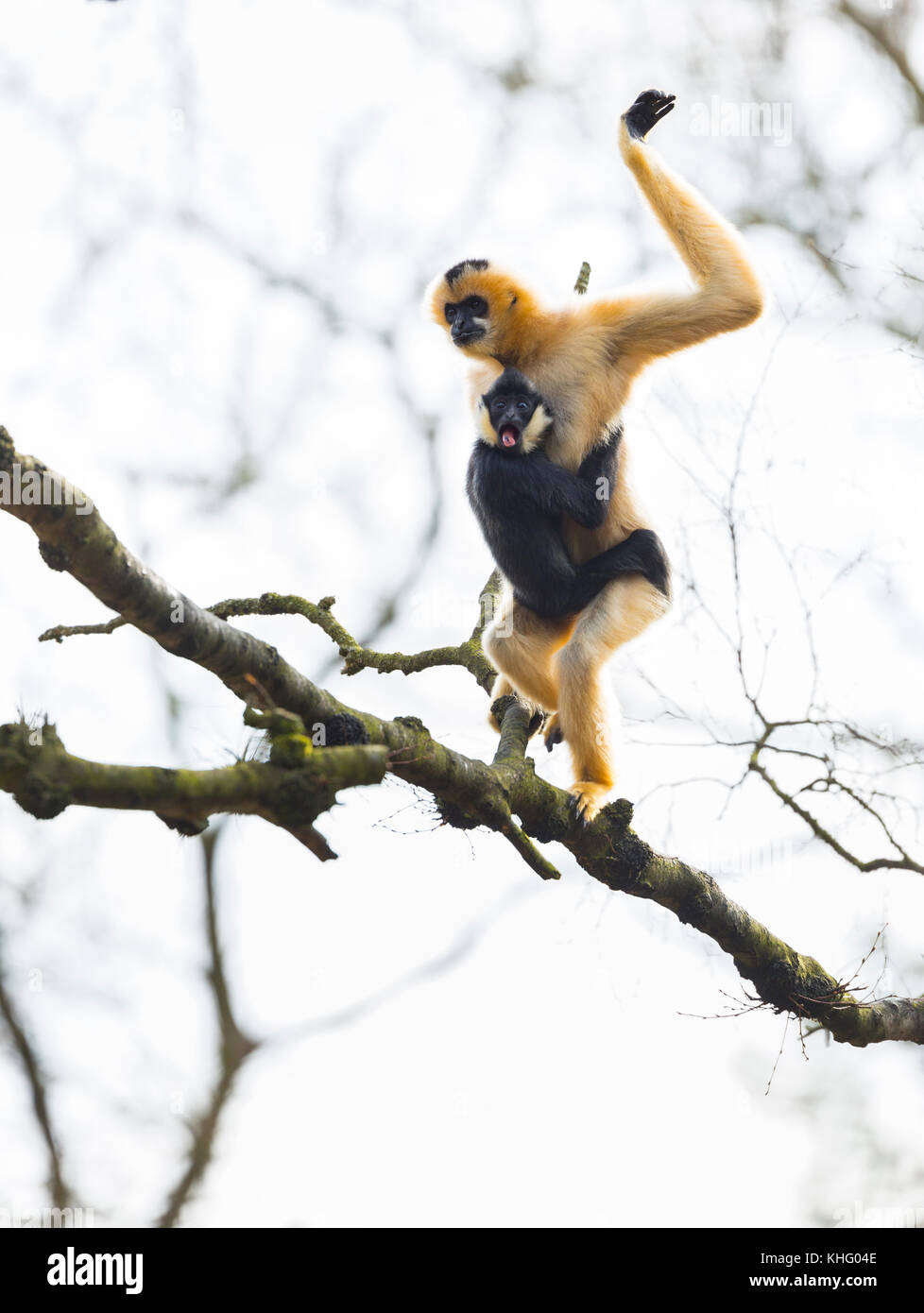 Gibbon à crête noire (nomascus concolor) Banque D'Images