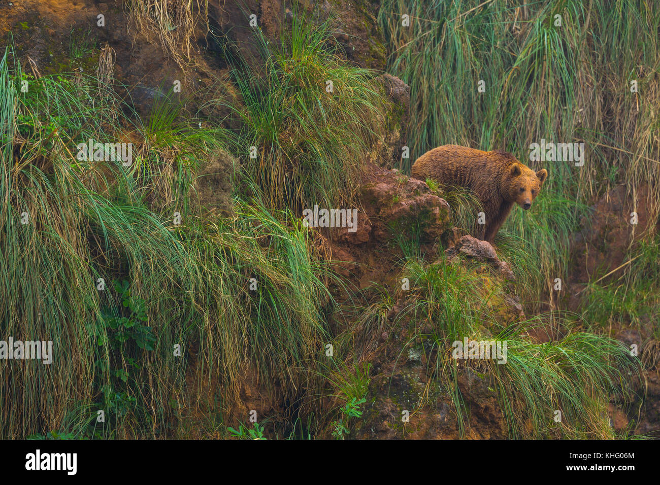 Ours brun (ursus arctos), parc Naturel de Cabarceno, Cantabria, Spain, Europe Banque D'Images