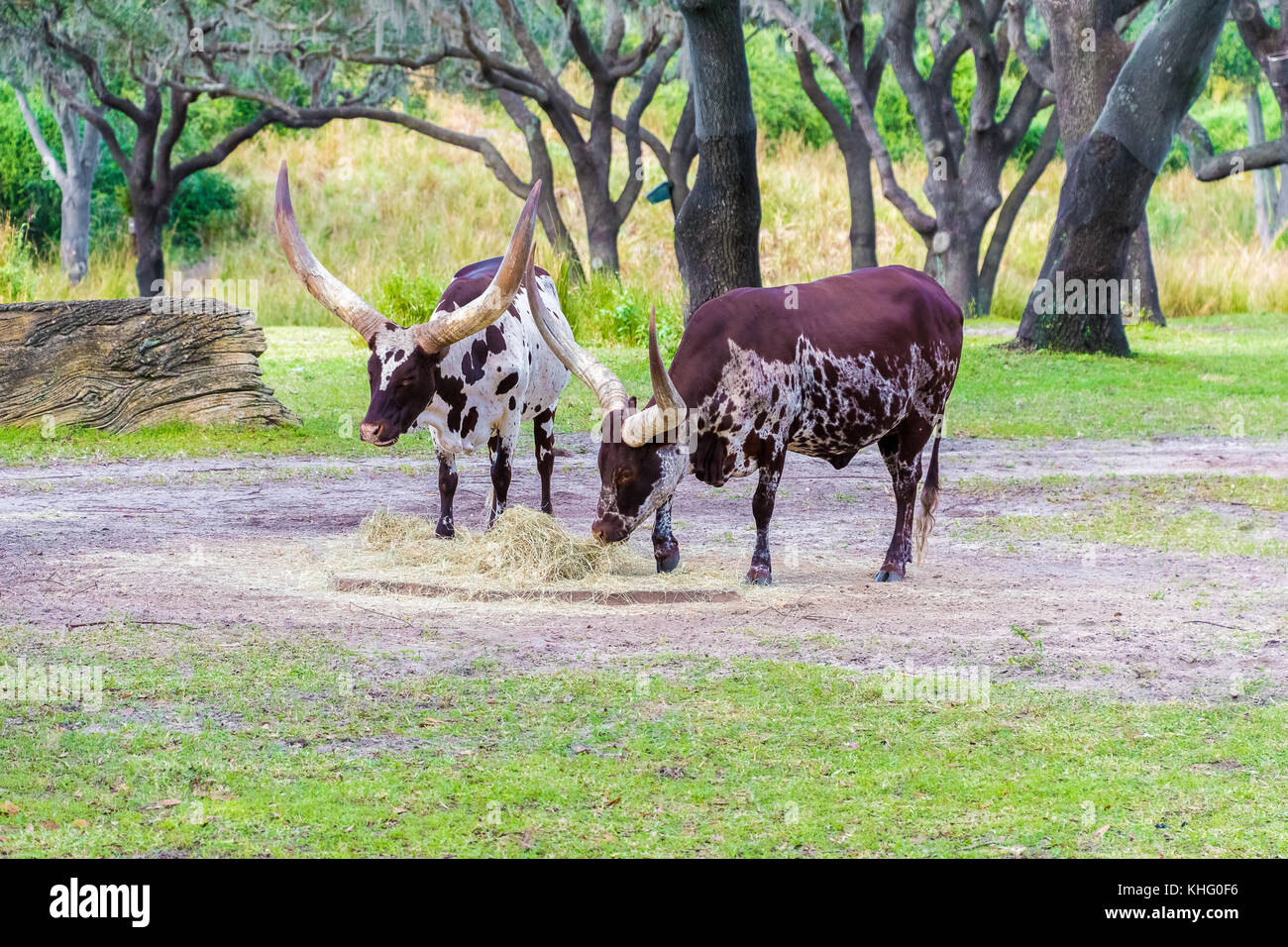 Le pâturage du bétail watusi ankole Banque D'Images