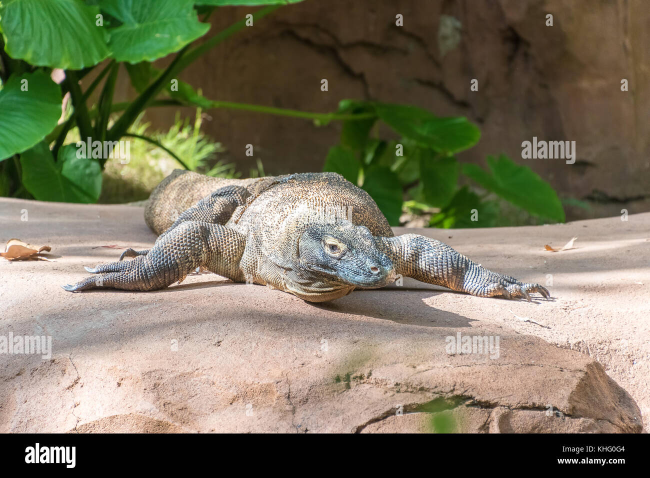 Dragon de Komodo et reposant sur un rocher au soleil Banque D'Images