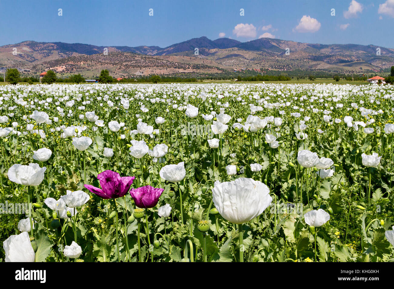Champs de pavot à opium en Turquie. Banque D'Images
