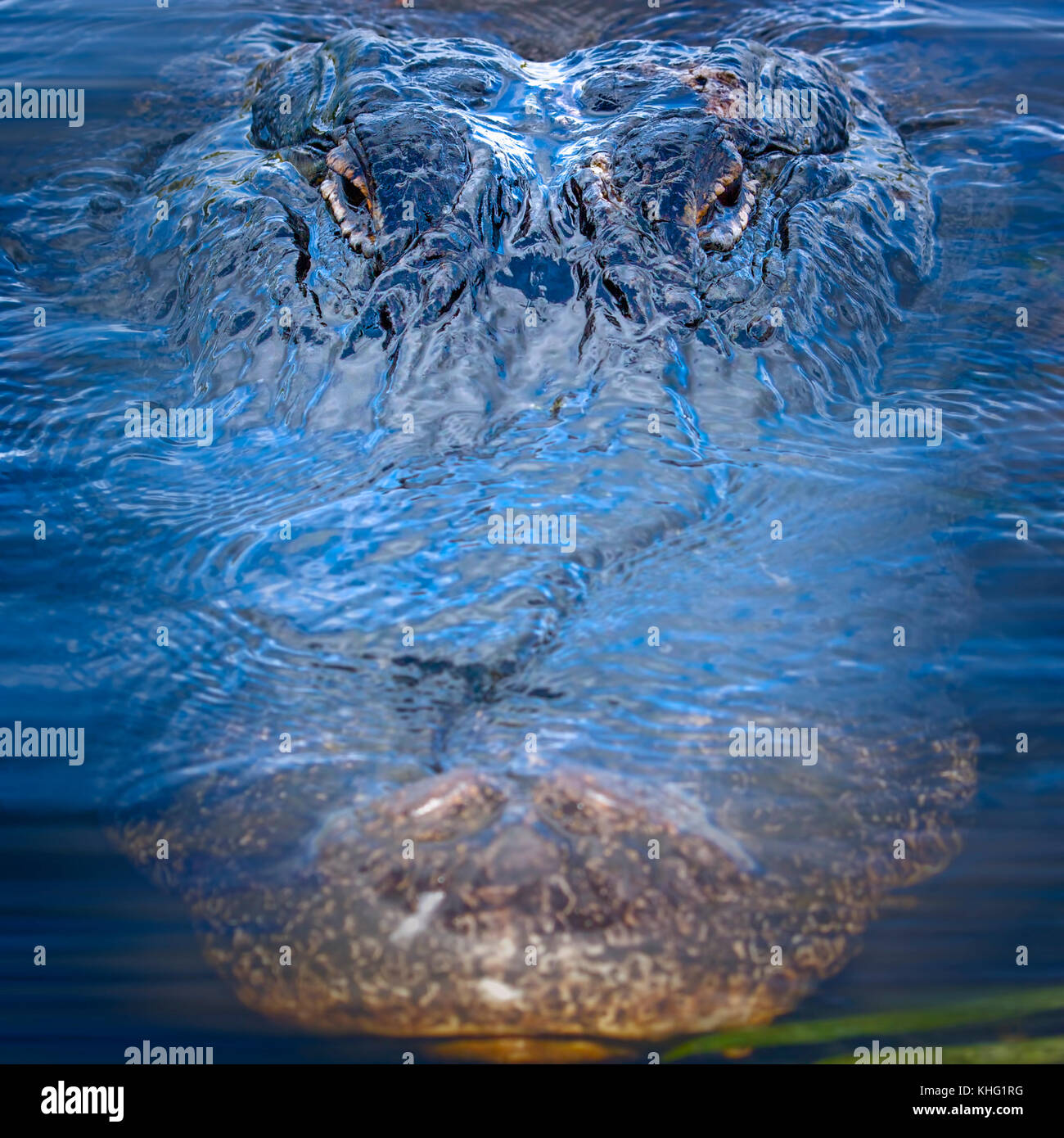 Un énorme aligator nage dans pour un gros plan dans les Everglades de Floride. Banque D'Images Un énorme aligator nage dans pour un gros plan dans les Everglades de Floride. Banque D'Images
