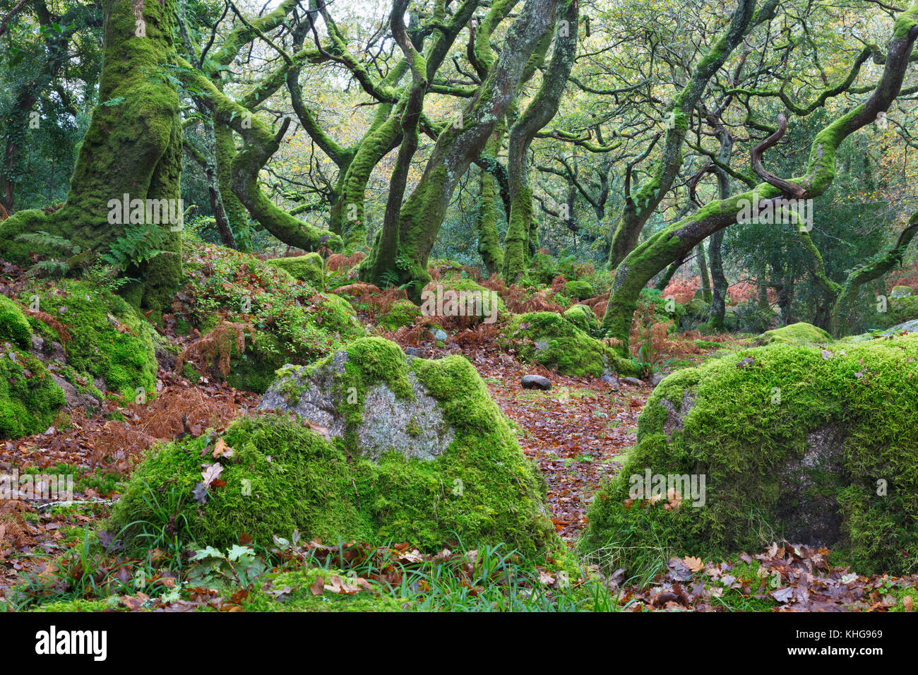 Dans Dewerstone d'arbres couverts de mousse, Devon Bois Banque D'Images