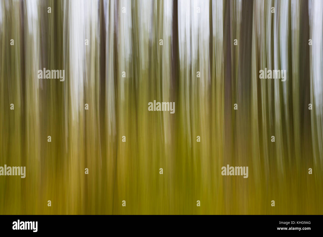 Forêt de pins calédoniens floues - Écosse, Royaume-Uni Banque D'Images