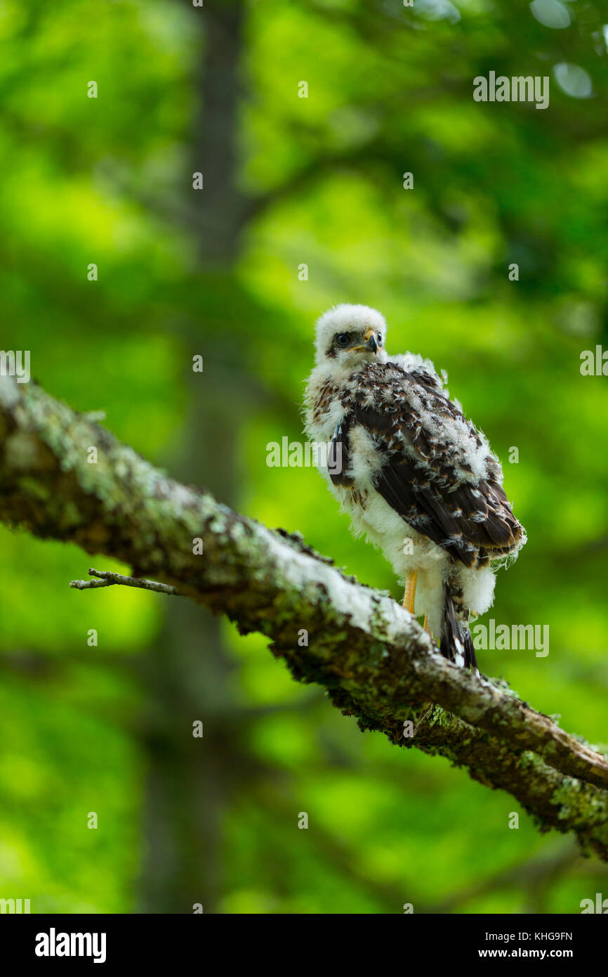 Le nord de l'Autour des palombes (Accipiter gentillis) Banque D'Images