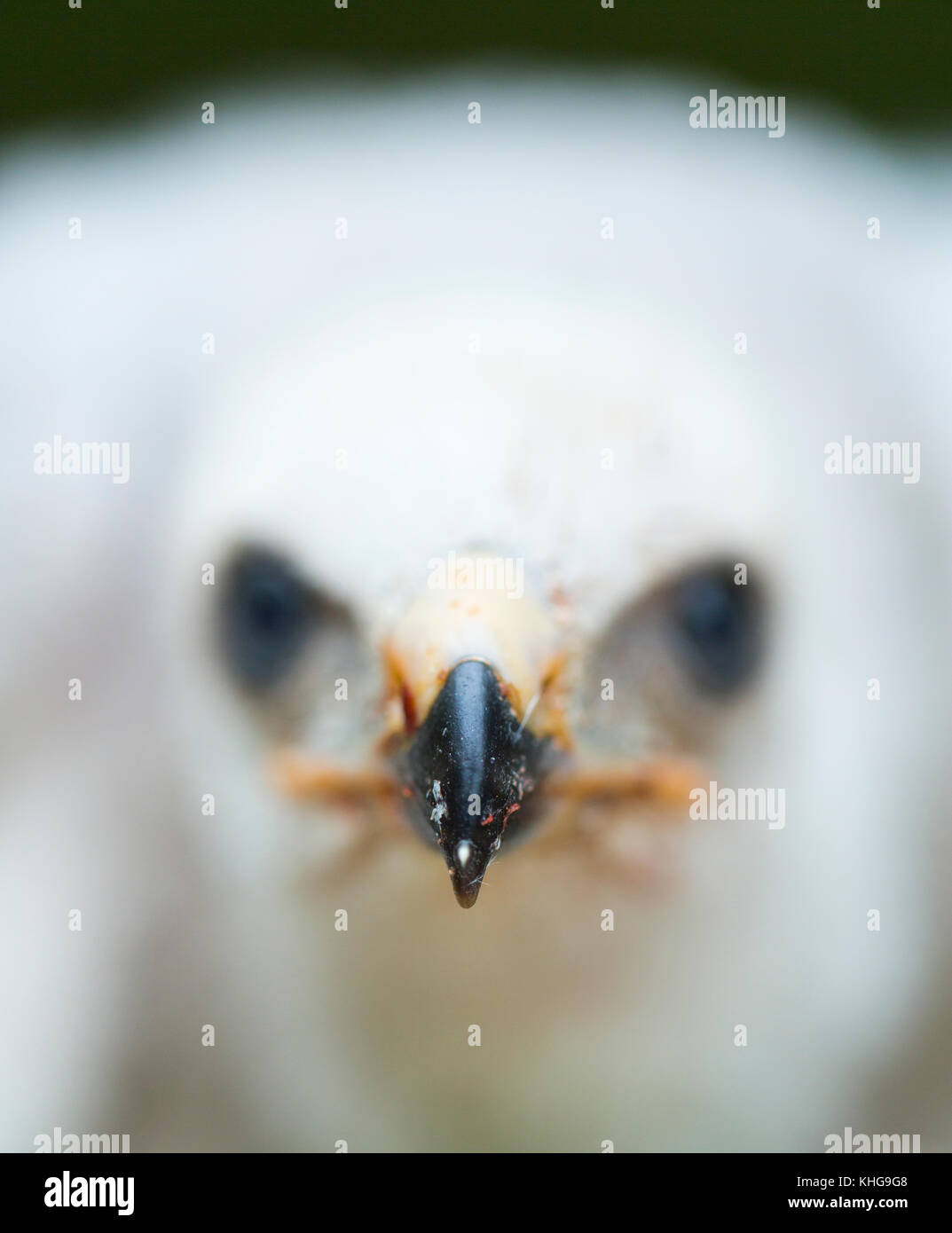 Le nord de l'Autour des palombes (Accipiter gentillis) Banque D'Images