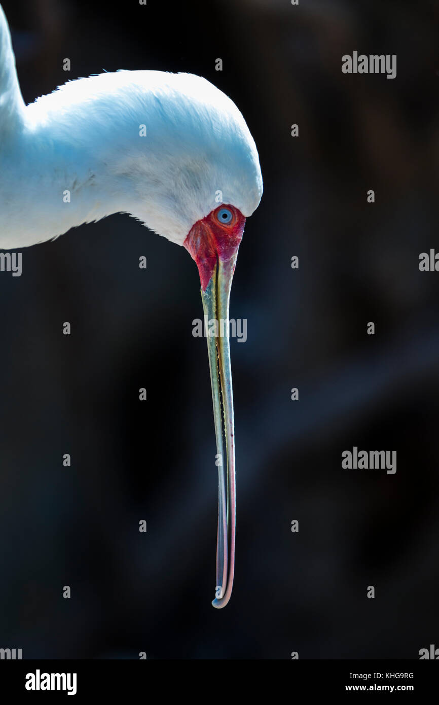 Spatule d'Afrique (Platalea alba) Banque D'Images