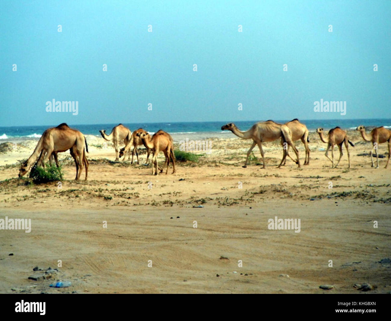 2012 Berberra drpete Somaliland Plage 7 Banque D'Images