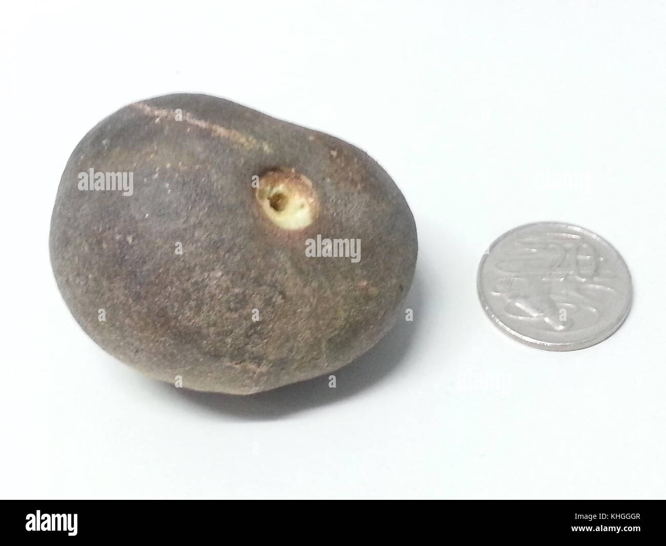 Aleurites moluccana candlenut haut Banque D'Images