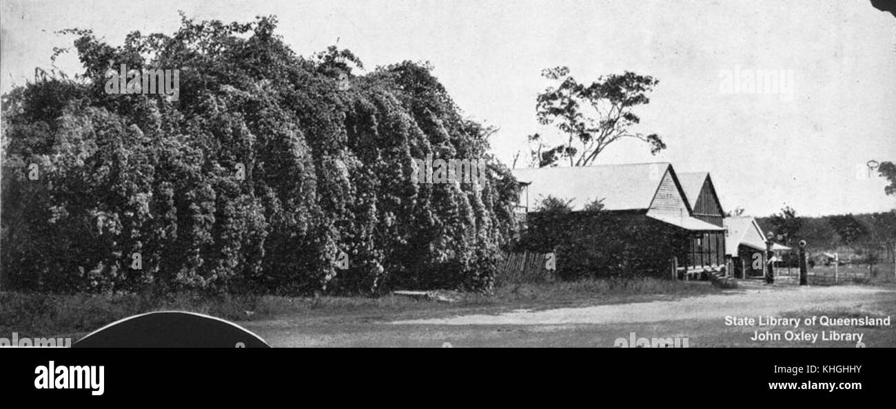 2196143 Bougainvillées dans la rue principale à Duaringa, Queensland, 1930 Banque D'Images