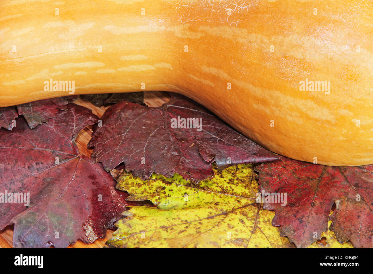 Citrouille jaune sur le feuillage d'automne prises libre comme la nature. Banque D'Images