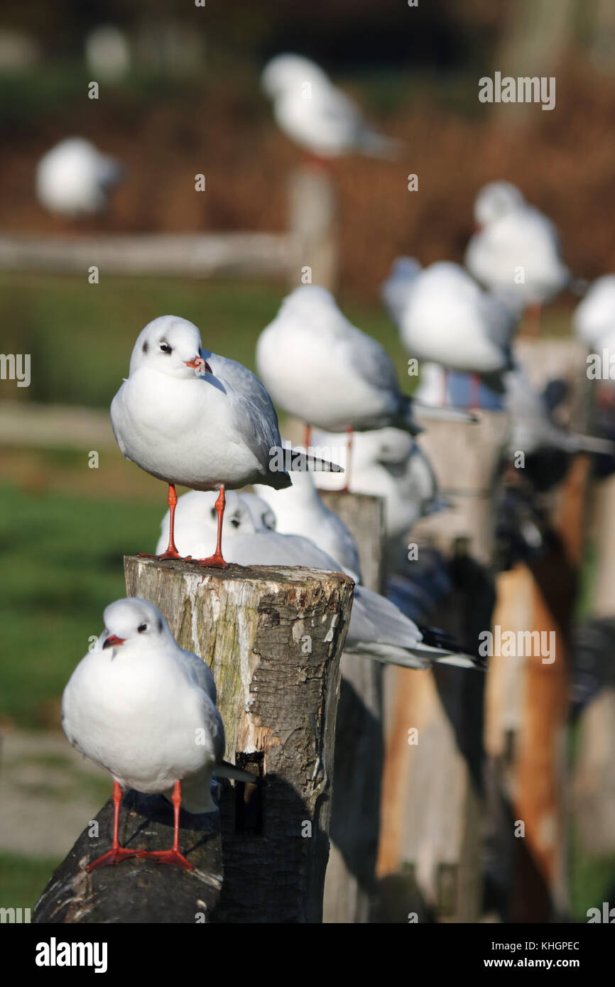 Bushy Park, SW London, Royaume-Uni. 17 novembre 2017. Un troupeau de mouettes reste sur une clôture à l'automne au soleil Bushy Park, au sud ouest de Londres. Banque D'Images