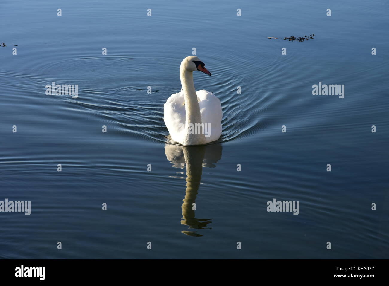 Le Hampshire, au Royaume-Uni. 17 novembre, 2017. les oiseaux, les animaux et les gens profiter de belles automne météo à Lymington et marais keyhaven réserve naturelle locale. Hampshire, Royaume-Uni. 17 novembre, 2017. crédit : Ajit wick/Alamy live news Banque D'Images