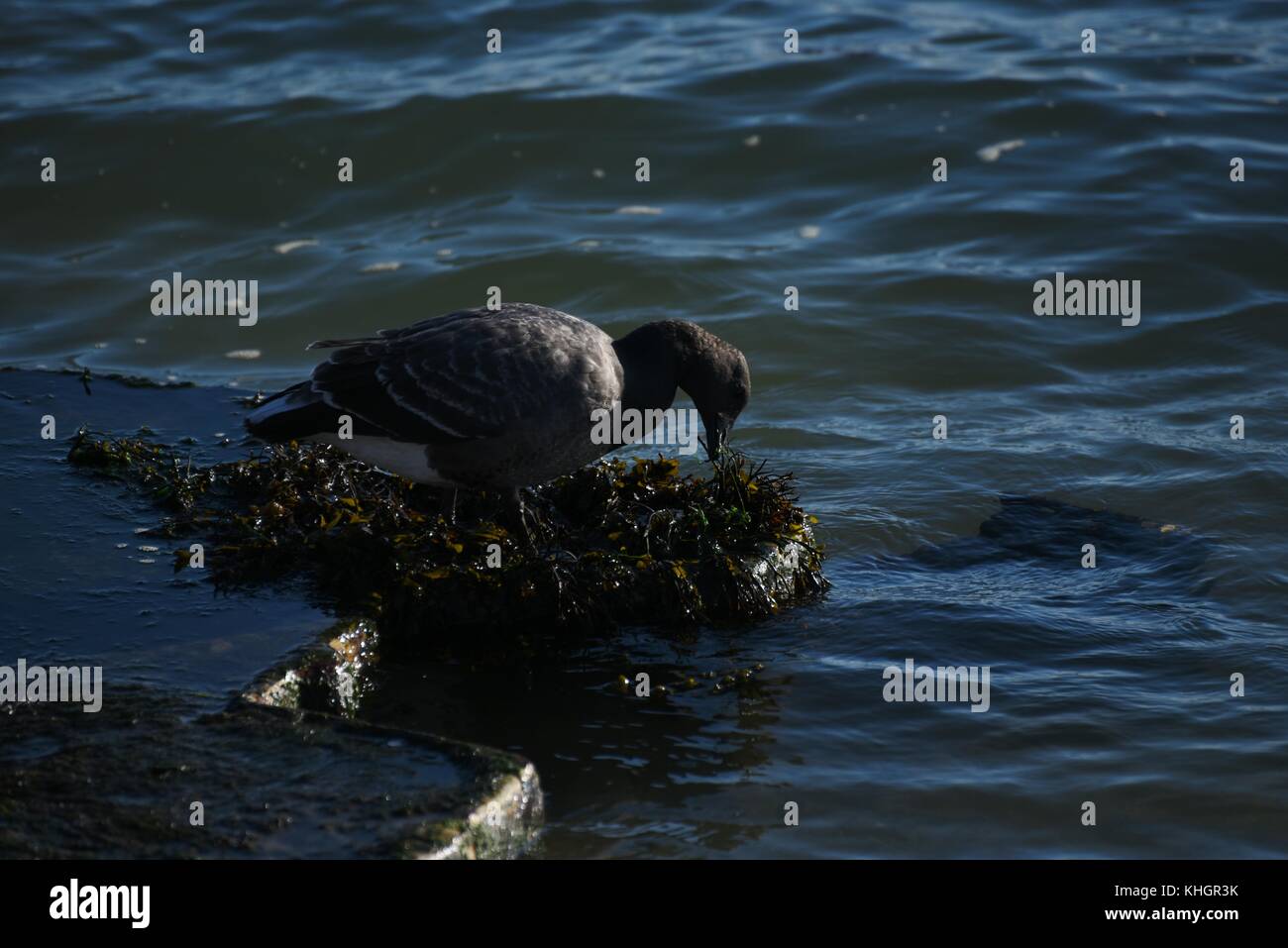 Le Hampshire, au Royaume-Uni. 17 novembre, 2017. les oiseaux, les animaux et les gens profiter de belles automne météo à Lymington et marais keyhaven réserve naturelle locale. Hampshire, Royaume-Uni. 17 novembre, 2017. crédit : Ajit wick/Alamy live news Banque D'Images