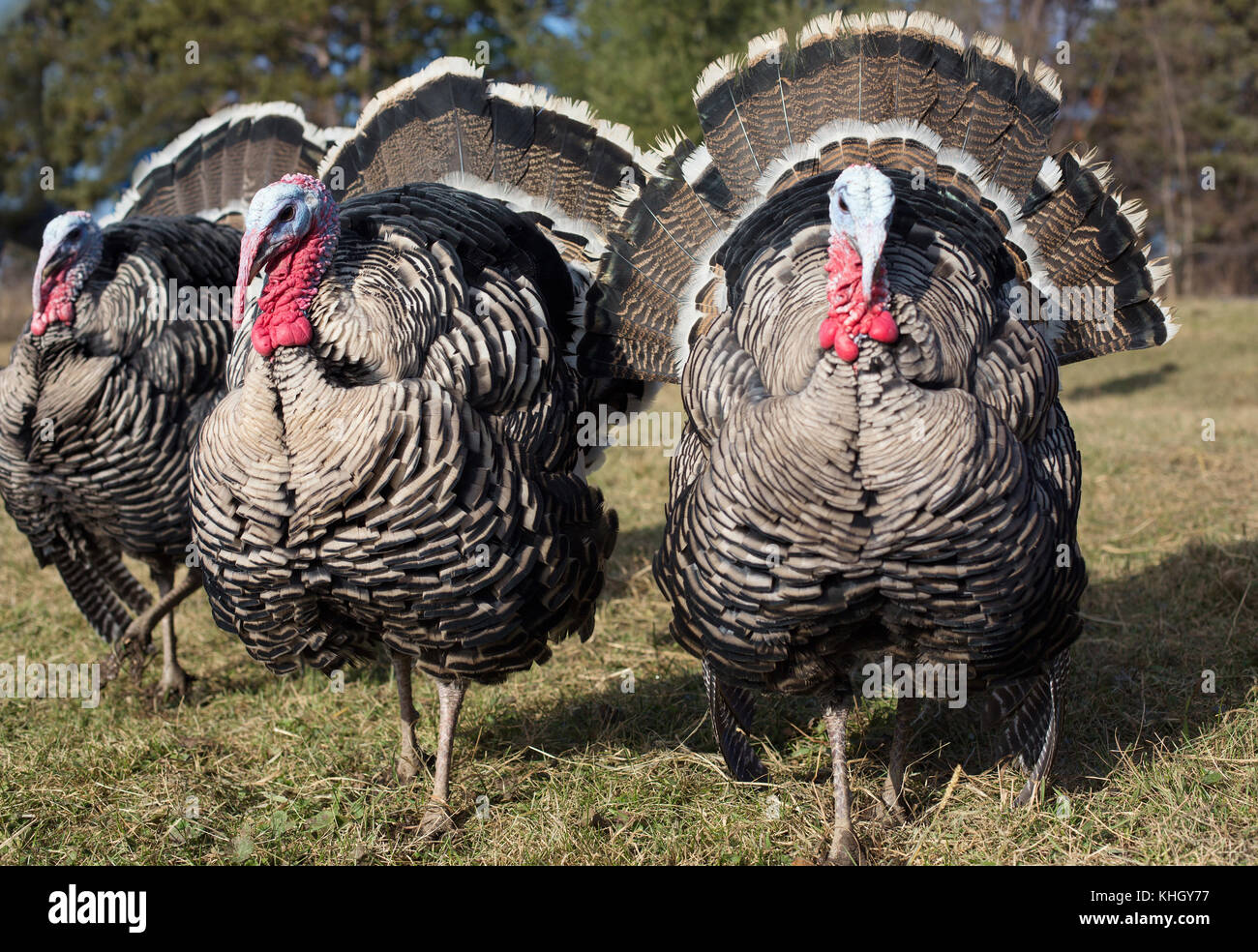 New Richmond, Wisconsin, Etats-Unis, 18 novembre, 2017. Les dindes se pavaner à la fête pour les dindons, une partie de la célébration de la Soulspace dindes à Farm Sanctuary dans le Wisconsin, USA, un endroit où les animaux sauvés sont autorisés à vivre leur vie dans un environnement pacifique. Crédit : Gina Kelly/Alamy Live News Banque D'Images