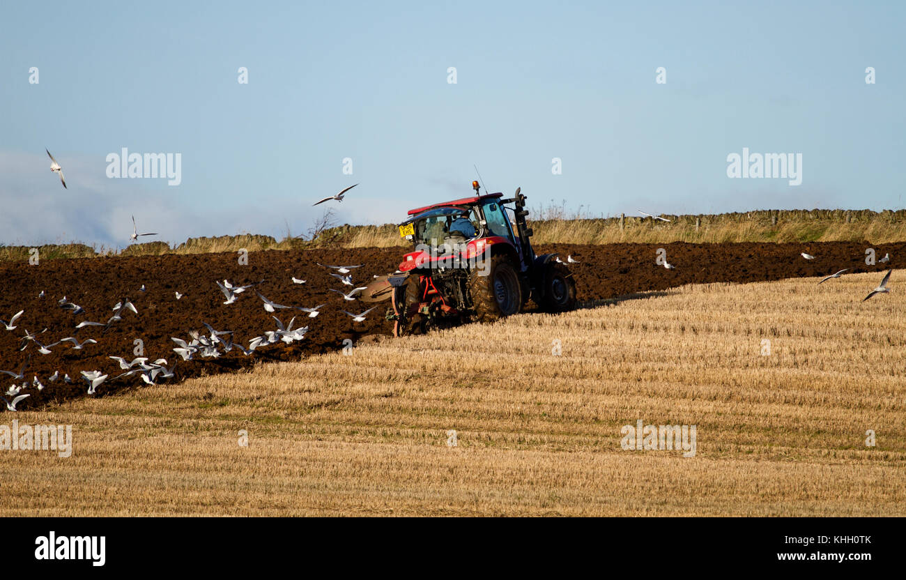 Tayside, Dundee, Ecosse, Royaume-Uni. 19 novembre, 2017. UK météo : ensoleillé et froid à Dundee avec des températures en chute libre à près de congélation, 5°C. Un agriculteur laboure son champ de la préparation pour l'année prochaine l'agriculture dans les régions rurales de Dundee. Crédits : Dundee Photographics/Alamy Live News Banque D'Images