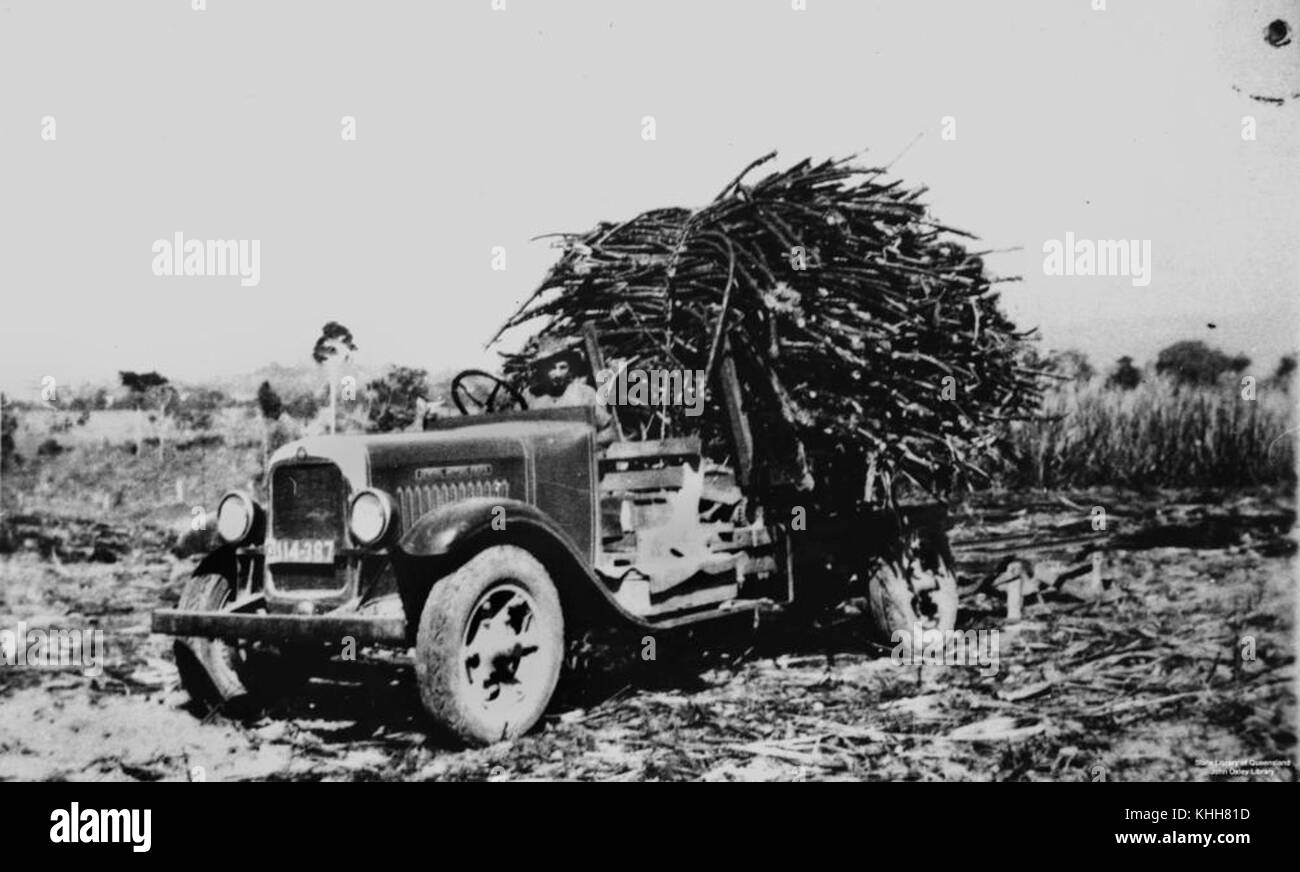 126971 2 Le transport de la canne à sucre sur l'arrière d'un camion utilitaire , 1930-1940 Banque D'Images