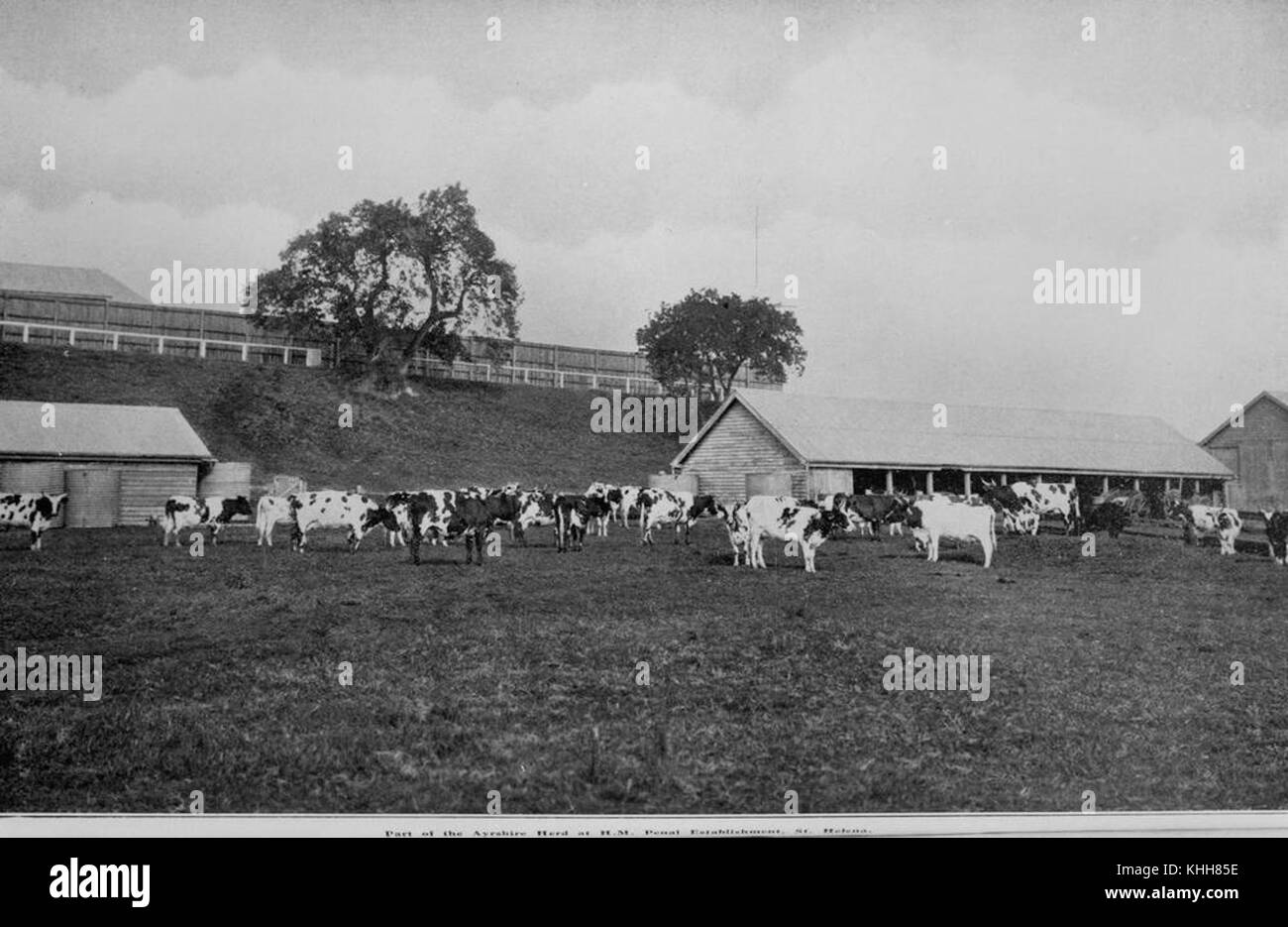 392501 2 partie de l'Ayrshire troupeau à la colonie pénitentiaire de l'Île Sainte-Hélène, 1912 Banque D'Images