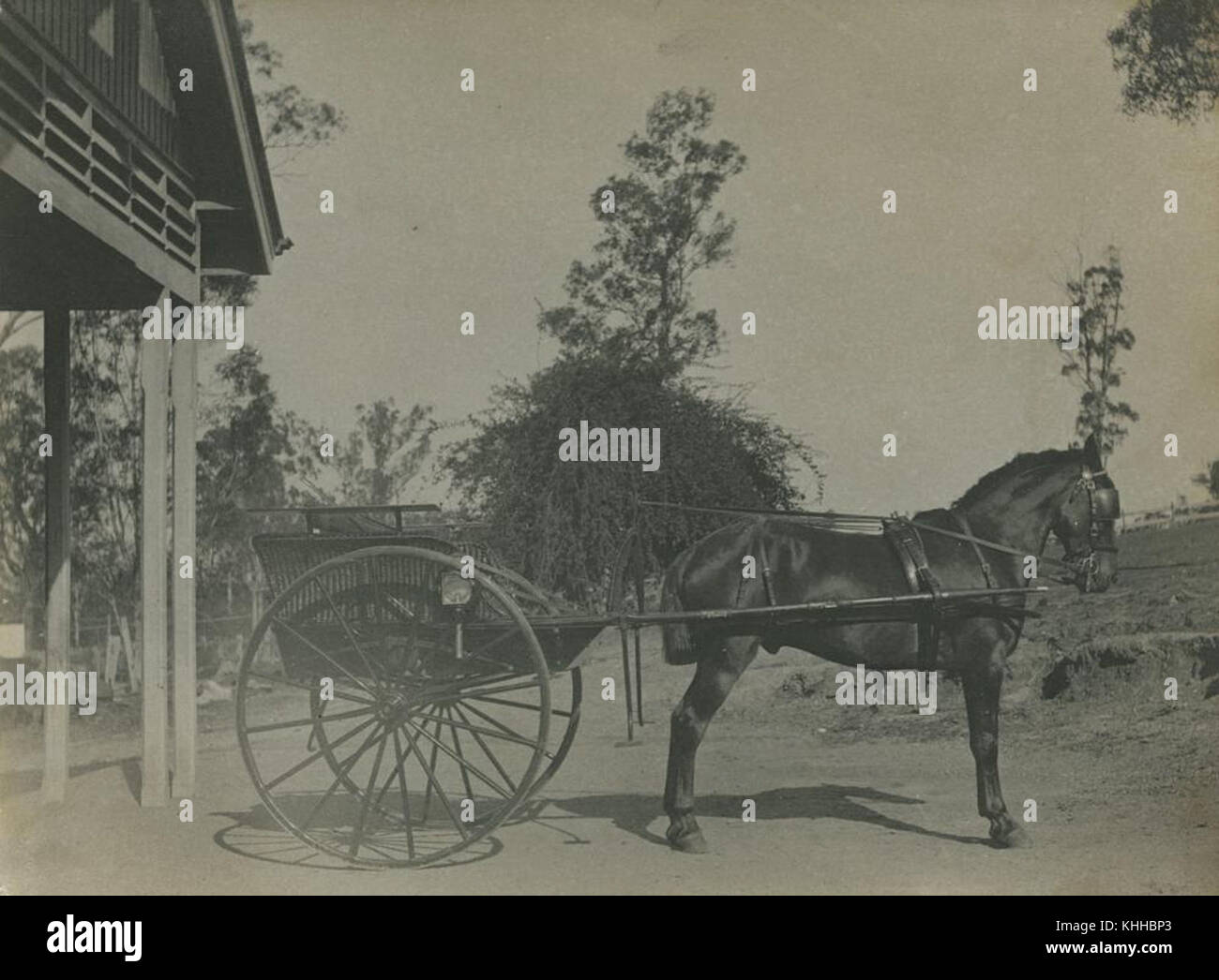 Bulles le cheval est montré attelé à un piège à poney à l'extérieur de « Warwillah », une résidence historique à Indooroopilly, Brisbane, vers 1900. La photo illustre l'utilisation de véhicules tirés par des chevaux dans les transports australiens du début du XXe siècle. Banque D'Images