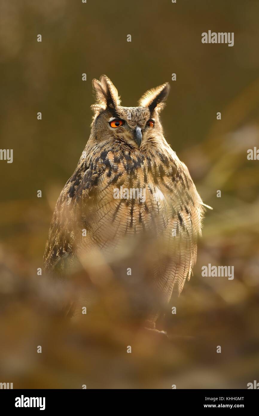 - Bubo bubo lacteus eurasien dans la brousse Banque D'Images