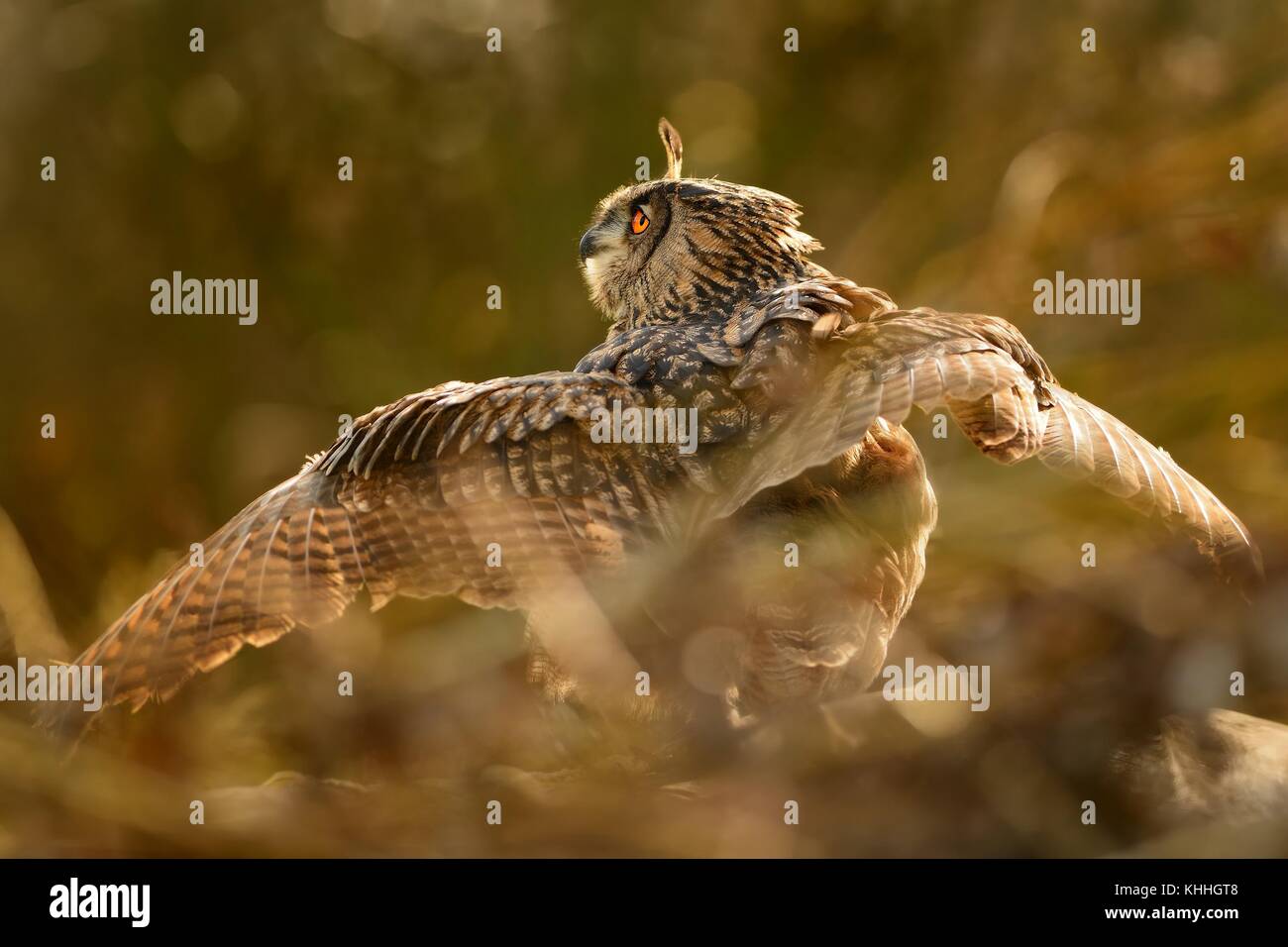 - Bubo bubo lacteus eurasien dans la brousse Banque D'Images