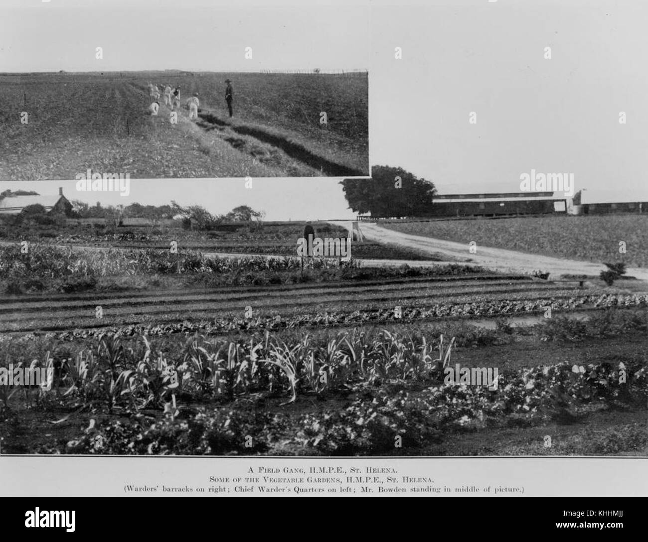 2392585 bande de terrain et potagers à l'Île Sainte-Hélène, 1913 Banque D'Images