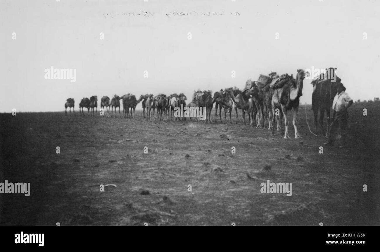 Cette photographie de 1911 capture un train de chameaux voyageant entre Winton et Davenport Downs en Australie, mettant en évidence le rôle des chameaux dans le transport de marchandises à travers les régions éloignées. Banque D'Images
