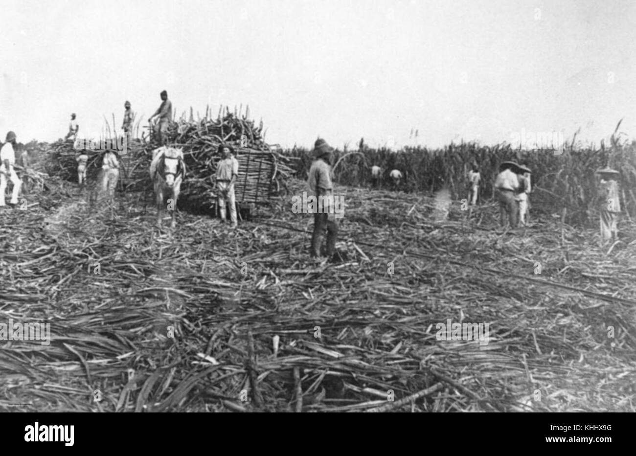 2110212 Équipe d'canecutters, Herbert River, 1880-1890 Banque D'Images