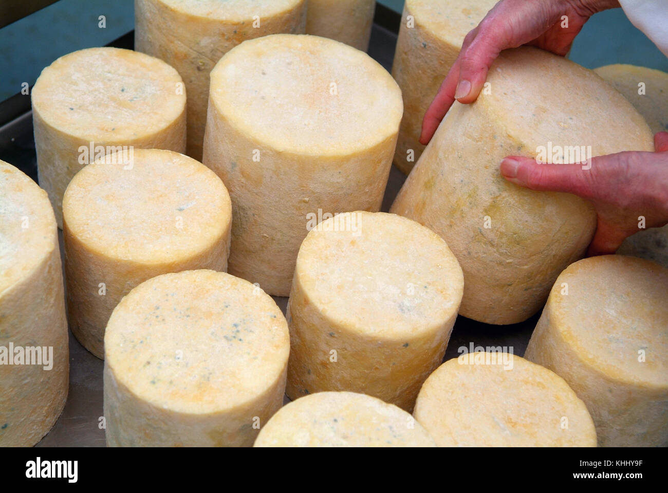 Karen Wright fait Campscott les fromages au lait de brebis Bio laine Shetland et sur sa ferme dans la région de Devonshire. Banque D'Images