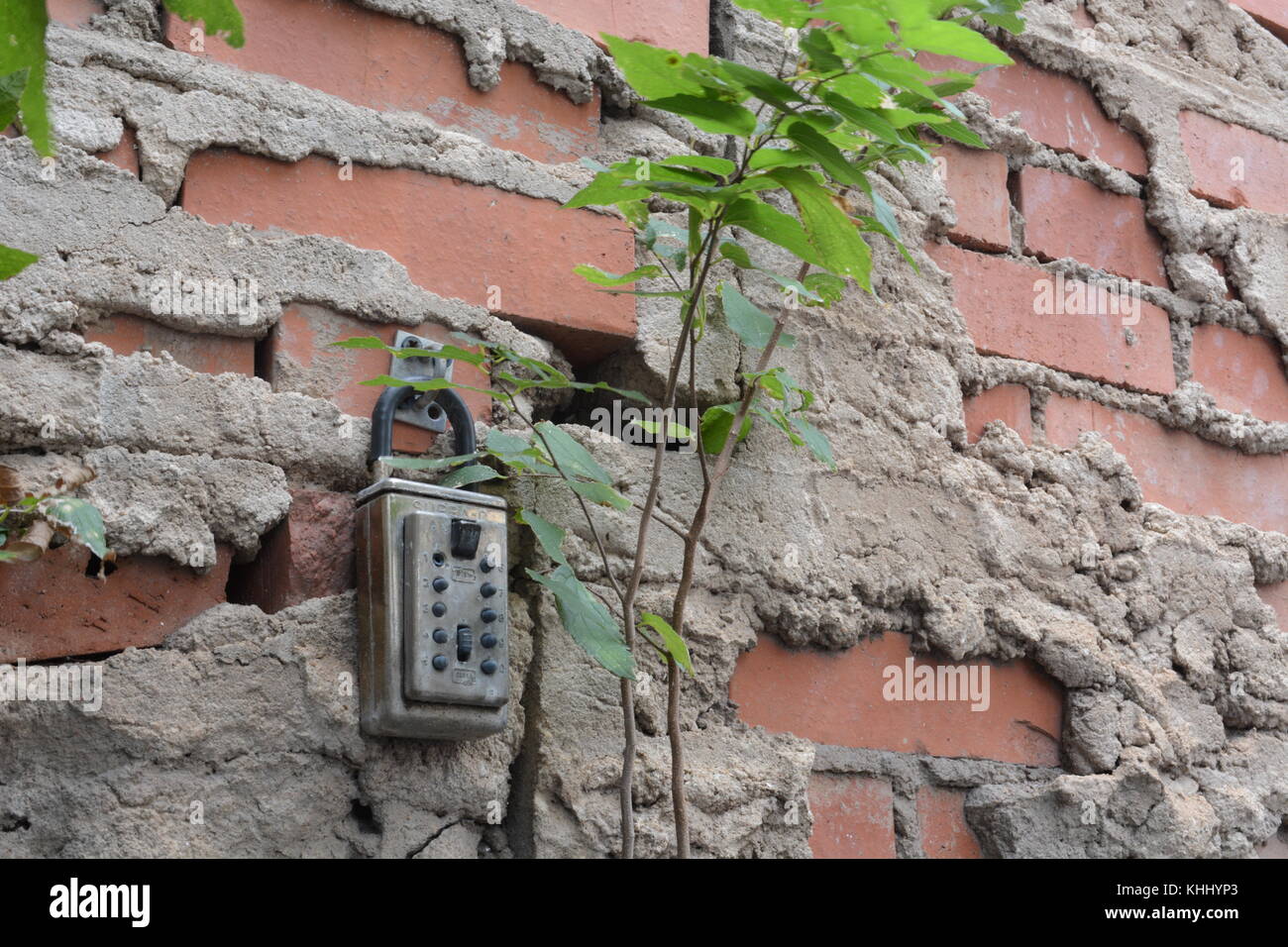 La nature pousse dans les endroits les plus improbables Banque D'Images