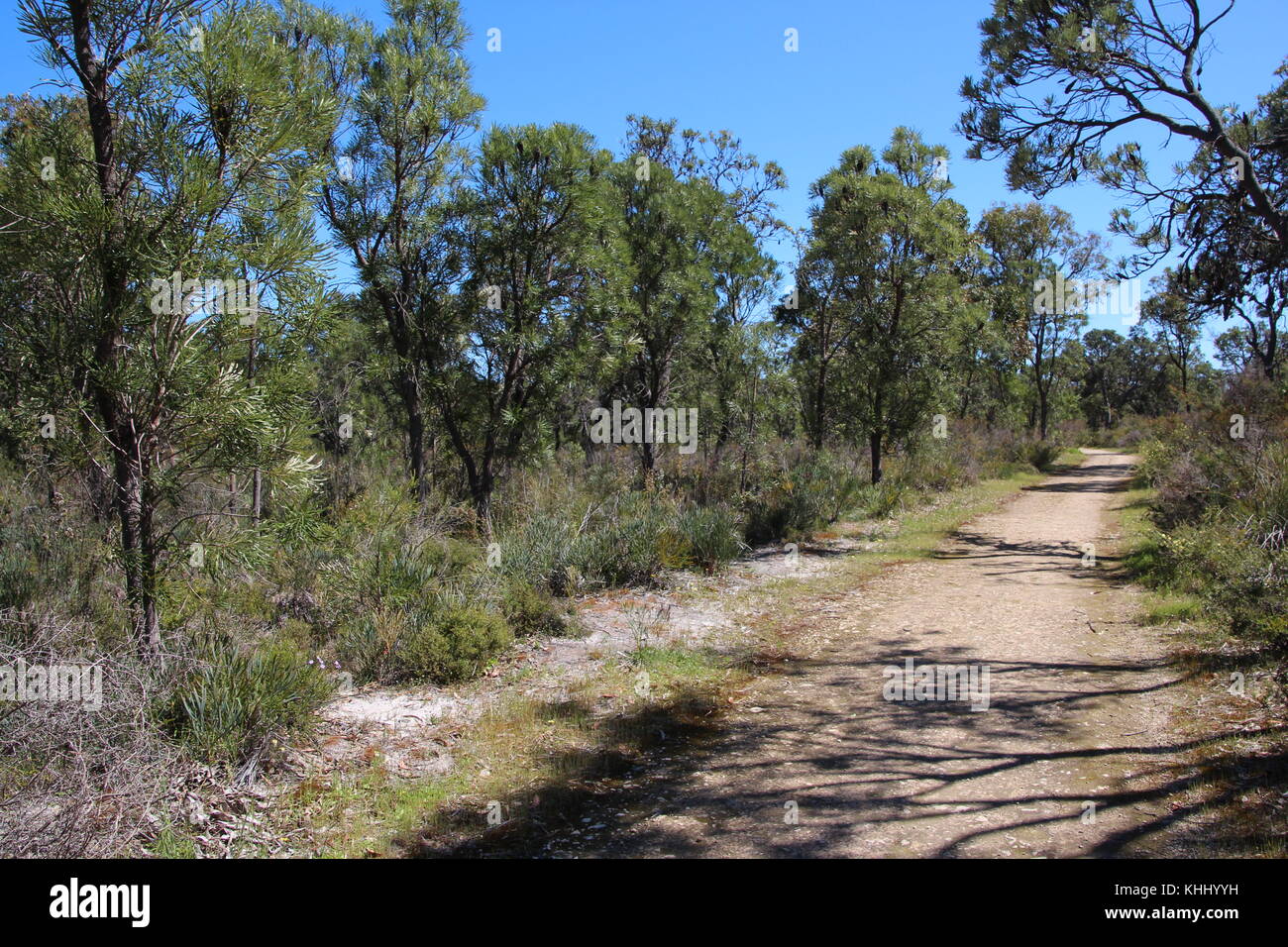Paysage paisible isolée dans l'ouest de l'Australie Bunbury Manea Park où il y a beaucoup de terres et de bush reste rare fleurs sauvages en pleine croissance. Banque D'Images