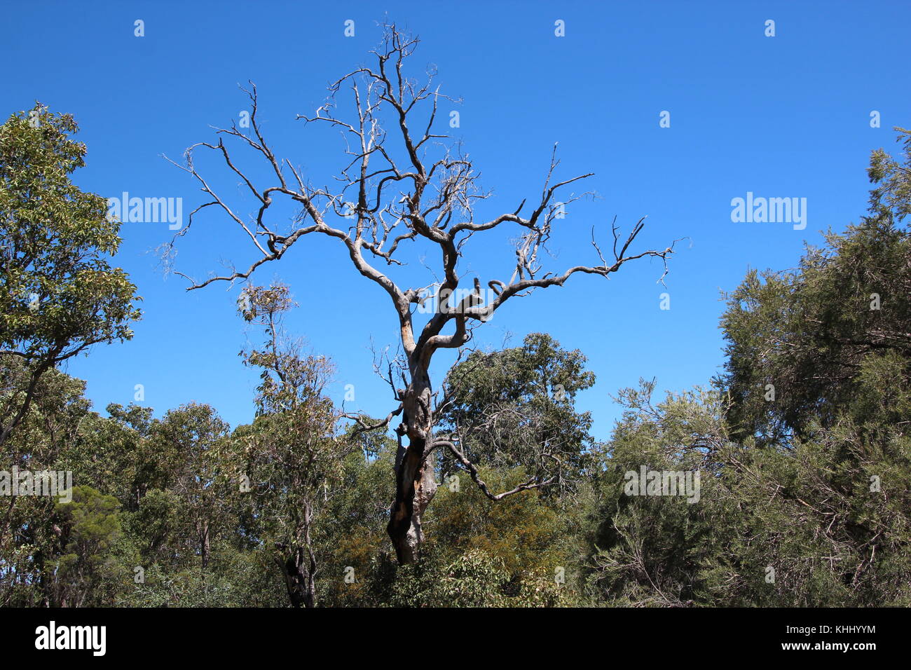 Paysage paisible isolée dans l'ouest de l'Australie Bunbury Manea Park où il y a beaucoup de terres et de bush reste rare fleurs sauvages en pleine croissance. Banque D'Images