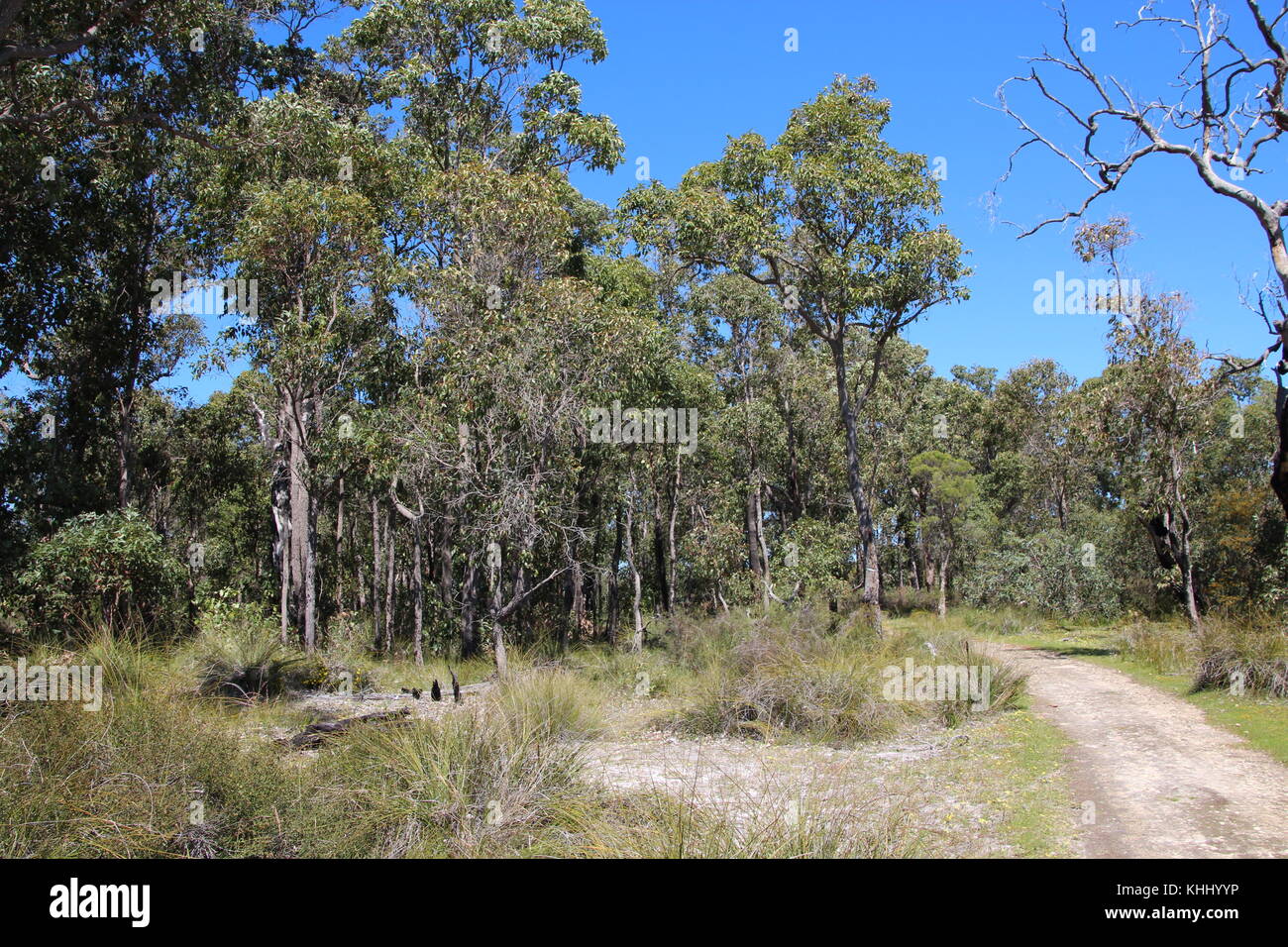 Paysage paisible isolée dans l'ouest de l'Australie Bunbury Manea Park où il y a beaucoup de terres et de bush reste rare fleurs sauvages en pleine croissance. Banque D'Images