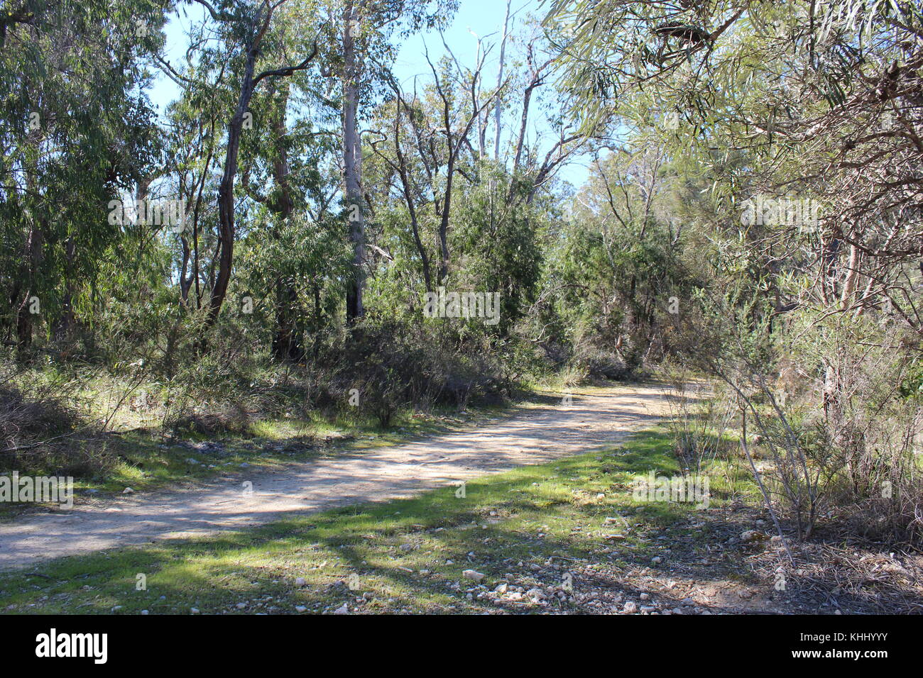Paysage paisible isolée dans l'ouest de l'Australie Bunbury Manea Park où il y a beaucoup de terres et de bush reste rare fleurs sauvages en pleine croissance. Banque D'Images