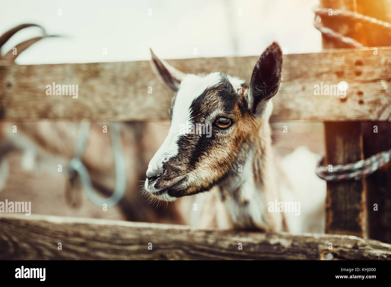 Visage De Chevre Banque D Image Et Photos Alamy