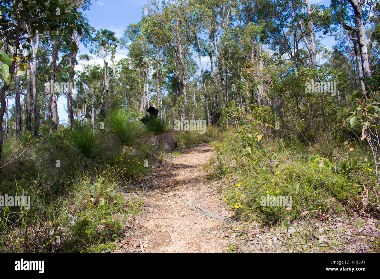 Paysage paisible isolée dans l'ouest de l'Australie Bunbury Manea Park où il y a beaucoup de terres et de bush reste rare fleurs sauvages en pleine croissance. Banque D'Images