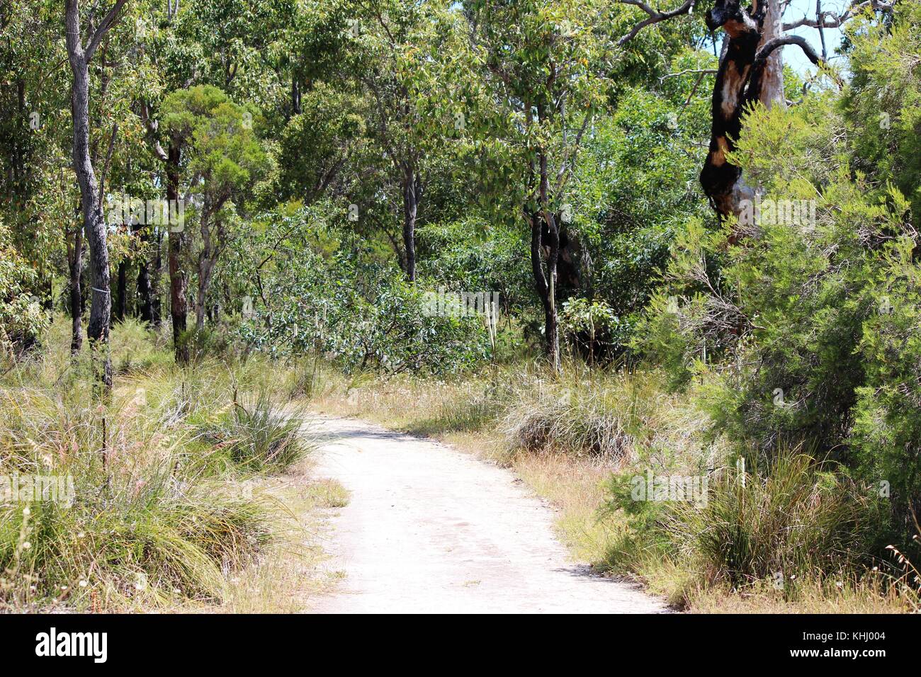 Paysage paisible isolée dans l'ouest de l'Australie Bunbury Manea Park où il y a beaucoup de terres et de bush reste rare fleurs sauvages en pleine croissance. Banque D'Images