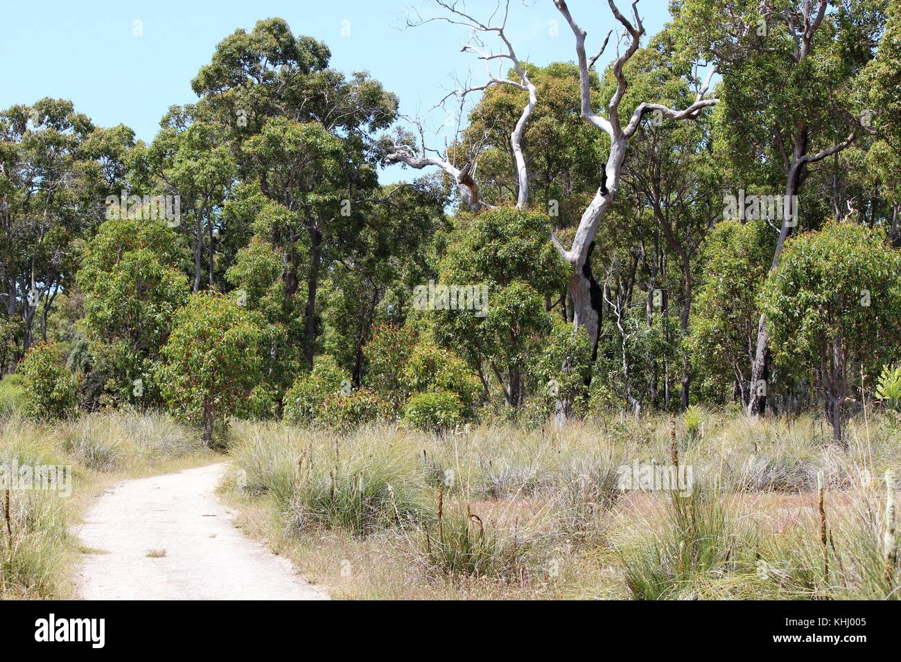 Paysage paisible isolée dans l'ouest de l'Australie Bunbury Manea Park où il y a beaucoup de terres et de bush reste rare fleurs sauvages en pleine croissance. Banque D'Images