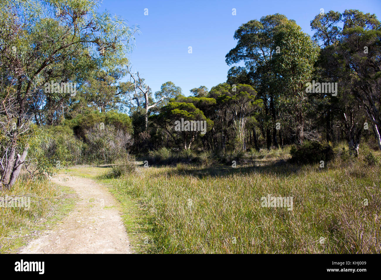 Paysage paisible isolée dans l'ouest de l'Australie Bunbury Manea Park où il y a beaucoup de terres et de bush reste rare fleurs sauvages en pleine croissance. Banque D'Images
